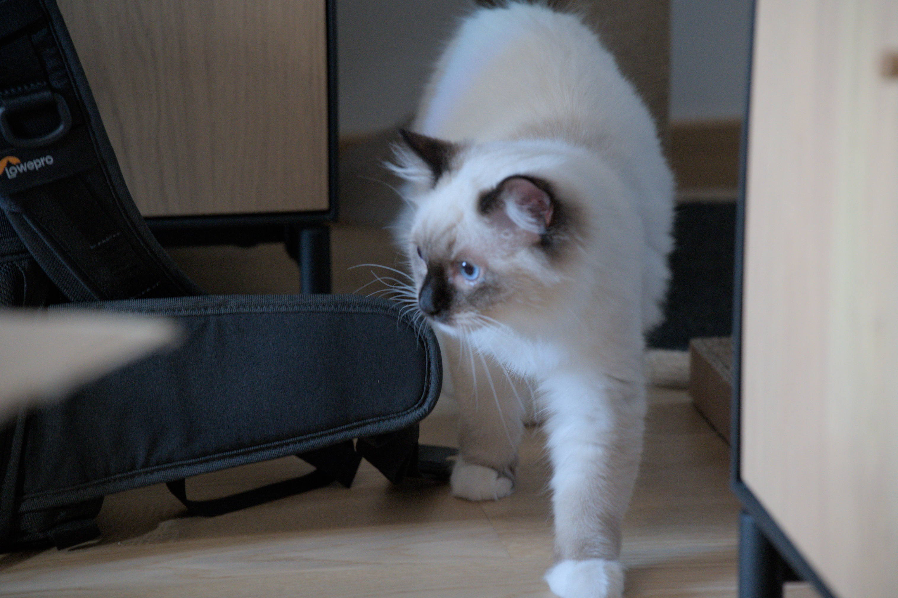 2025/10/12 - cats/DSC_0034.jpg